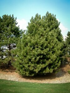 Сосна Чёрная (Pinus Nigra) купить по цене от 270.00р. в интернет-магазине «Посадика» с доставкой почтой в в Тихвине и по всей России – [изображение №1].