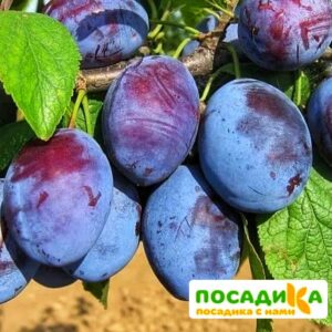 Слива Чачакская ранняя купить по цене от 229.00р. в интернет-магазине «Посадика» с доставкой почтой в в Тихвине и по всей России – [изображение №1].