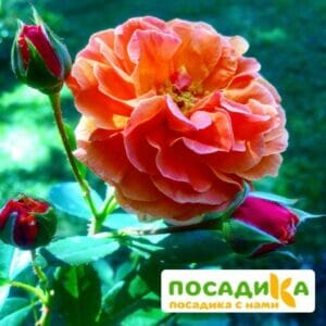 Роза Арабия купить по цене от 350.00р. в интернет-магазине «Посадика» с доставкой почтой в в Тихвине и по всей России – [изображение №1].