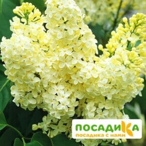 Сирень Примроуз (Primrose) купить по цене от 529.00р. в интернет-магазине «Посадика» с доставкой почтой в в Тихвине и по всей России – [изображение №1].