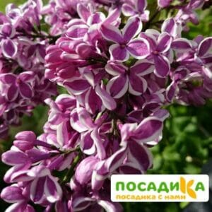 Сирень Сенсация купить по цене от 529.00р. в интернет-магазине «Посадика» с доставкой почтой в в Тихвине и по всей России – [изображение №1].