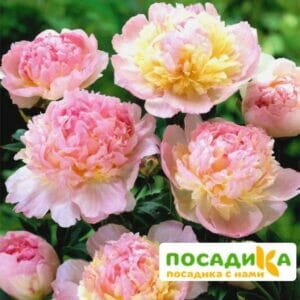 Пион Распберри Сандей (Paeonia Raspberry Sundae) купить по цене от 959р. в интернет-магазине «Посадика» с доставкой почтой в в Тихвине и по всей России – [изображение №1].