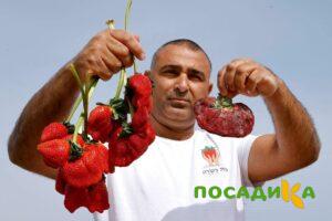 Клубника Гигант Джорнея купить по цене от 266р. в интернет-магазине «Посадика» с доставкой почтой в в Тихвине и по всей России – [изображение №1].