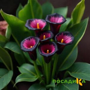 Калла Аура Лейс купить по цене от 400р. в интернет-магазине «Посадика» с доставкой почтой в в Тихвине и по всей России – [изображение №1].