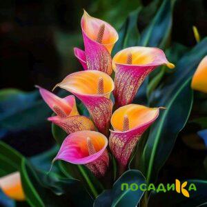 Калла Оникс купить по цене от 450р. в интернет-магазине «Посадика» с доставкой почтой в в Тихвине и по всей России – [изображение №1].