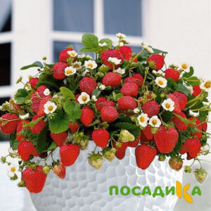 Клубника Рубиновый Шепот (горшечная) купить по цене от 240р. в интернет-магазине «Посадика» с доставкой почтой в в Тихвине и по всей России – [изображение №1].
