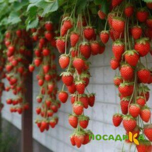 Клубника вьющаяся Комплимент купить по цене от 470р. в интернет-магазине «Посадика» с доставкой почтой в в Тихвине и по всей России – [изображение №1].