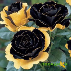 Роза Ханни Сикл купить по цене от 700р. в интернет-магазине «Посадика» с доставкой почтой в в Тихвине и по всей России – [изображение №1].