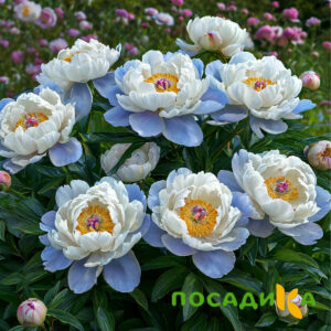 Пион акварельный Этюд купить по цене от 806р. в интернет-магазине «Посадика» с доставкой почтой в в Тихвине и по всей России – [изображение №1].