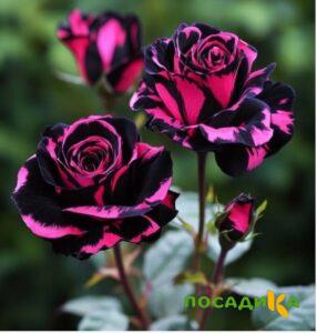Роза Багровый Шепот купить по цене от 366р. в интернет-магазине «Посадика» с доставкой почтой в в Тихвине и по всей России – [изображение №1].