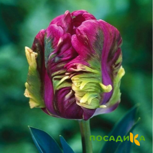 Тюльпан Экзотик Хэвен купить по цене от 186р. в интернет-магазине «Посадика» с доставкой почтой в в Тихвине и по всей России – [изображение №1].