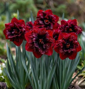 Нарцисс Сапфировый Бриз купить по цене от 3000р. в интернет-магазине «Посадика» с доставкой почтой в в Тихвине и по всей России – [изображение №1].