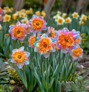 Нарцисс Айвери Дон купить по цене от 3000р. в интернет-магазине «Посадика» с доставкой почтой в в Тихвине и по всей России – [изображение №1].